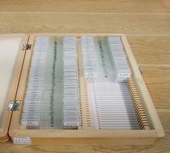 各种切片 切片 初高中生物切片 单个价格 生物实验器材 教学仪器